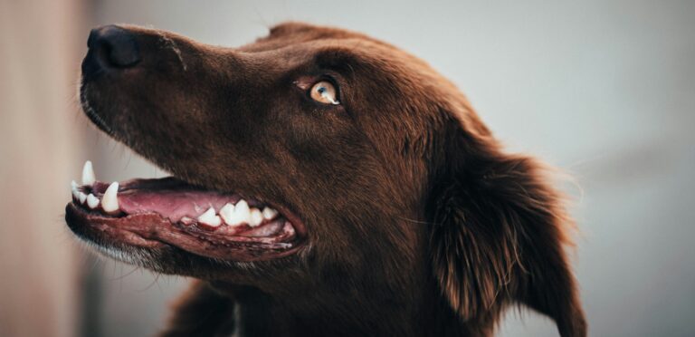lose-up of happy dog with healthy white teeth and bright smile showcasing good dental hygiene and oral care