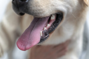 Dog with open mouth showing tartar buildup on teeth demonstrating need for dental care and tooth brushing