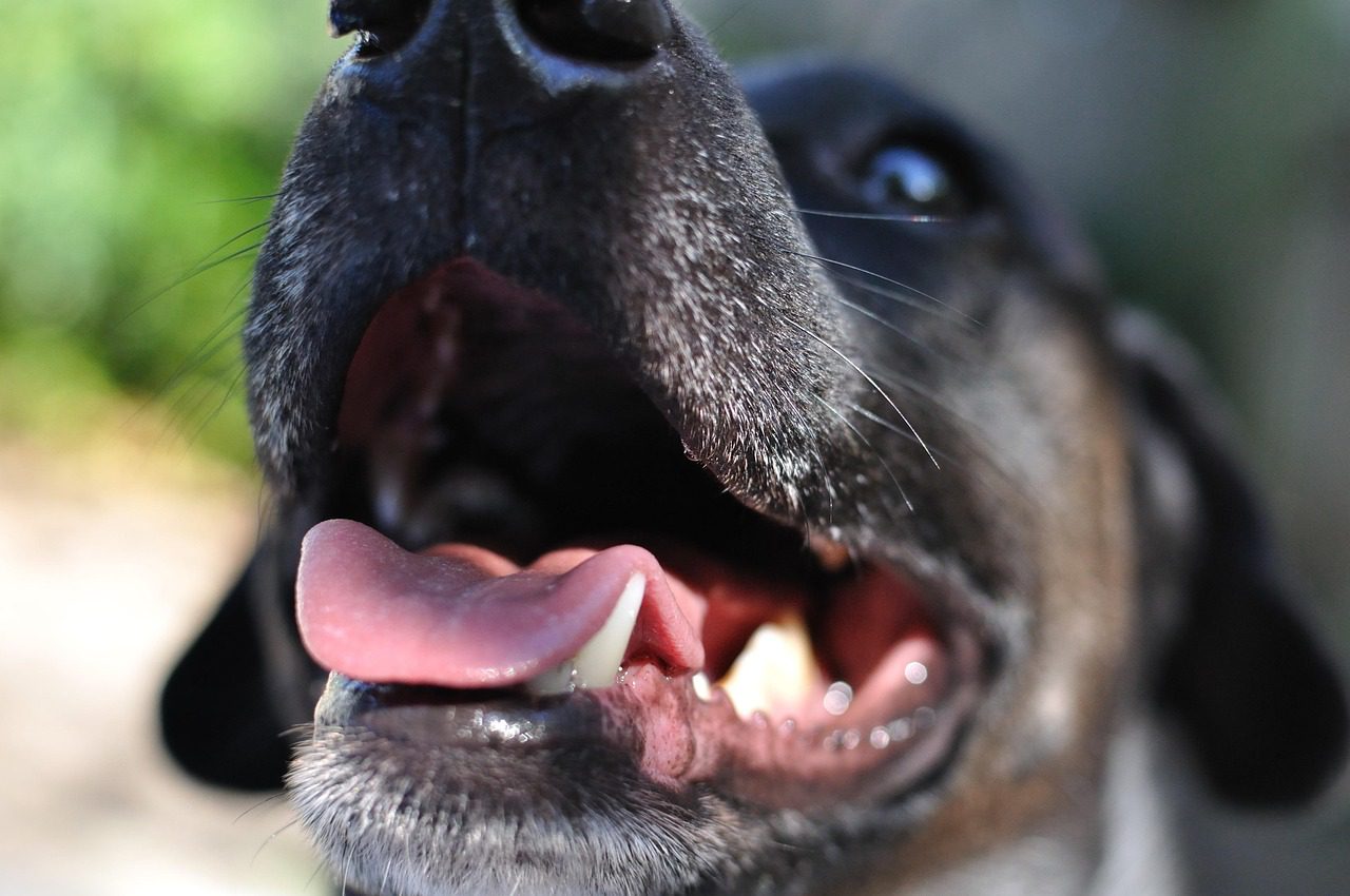 Close-up of healthy dog mouth showing pink tongue and white teeth for dental care article
