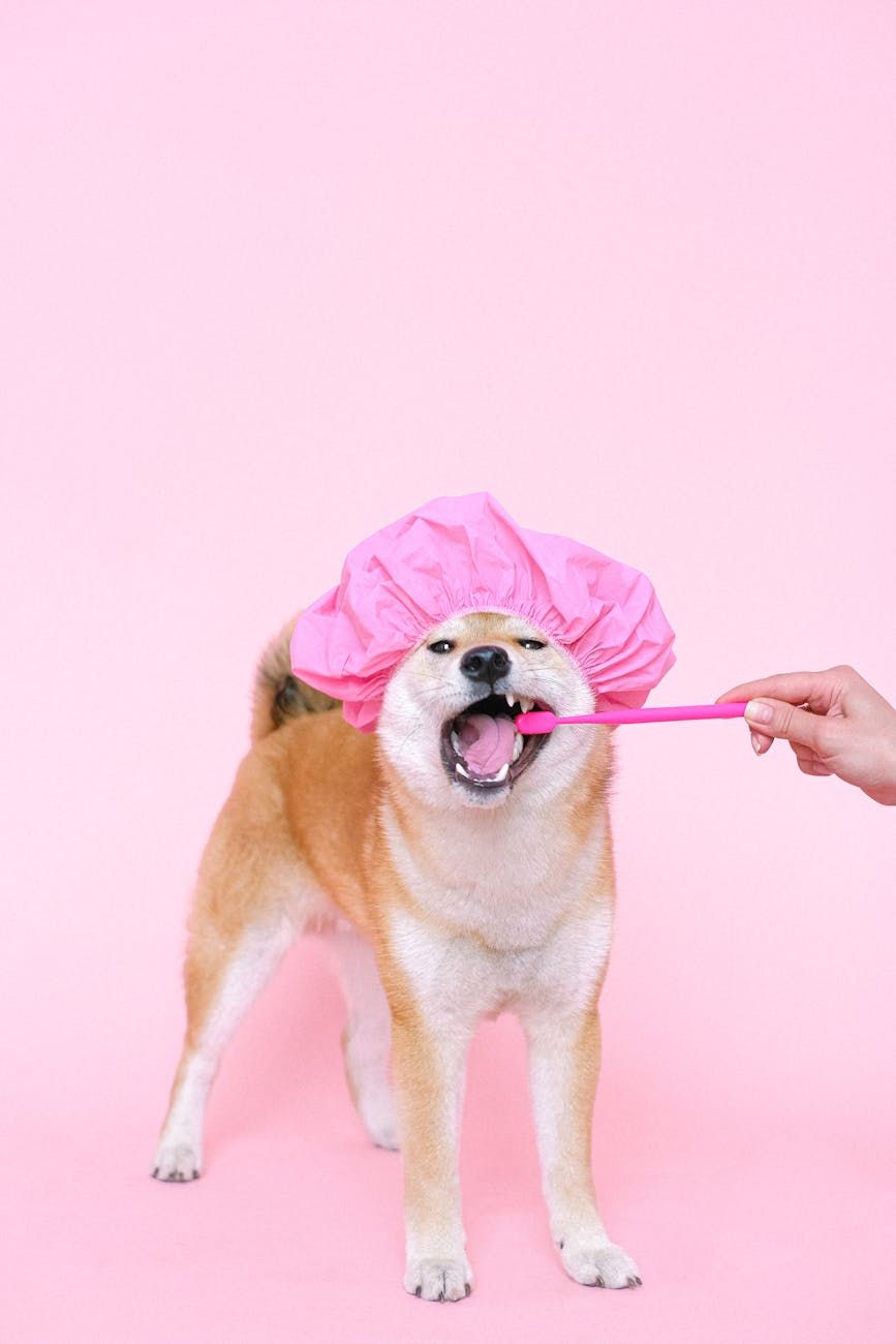 Happy Shiba Inu dog wearing pink shower cap getting teeth brushed with pink toothbrush on pink background