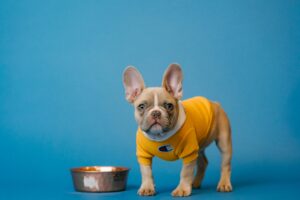 Dog with water bowl dental care water additive french bulldog drinking fresh water
