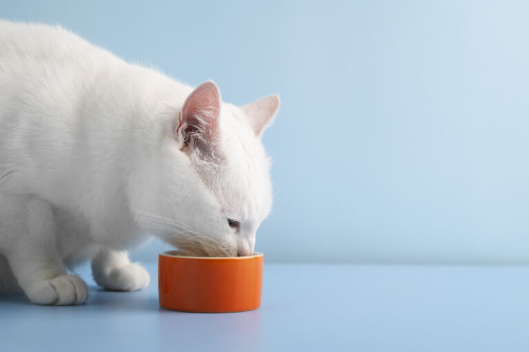 White cat eating from orange food bowl on blue background - cat food nutrition guide