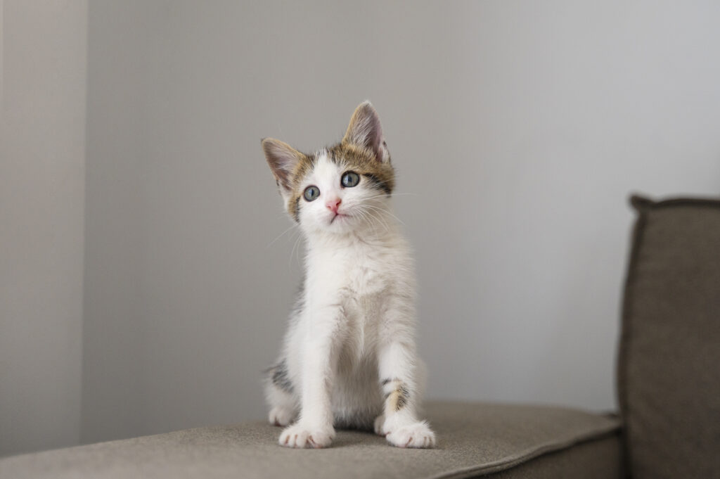 A small, adorable kitten with white fur, tabby markings on its head and tail, and bright blue eyes, sitting attentively on a gray surface and looking upwards towards the left against a plain gray background.