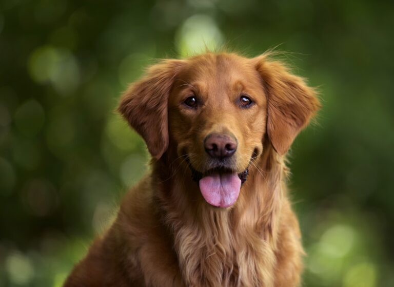 A happy-looking Golden Retriever with reddish-brown fur, panting slightly with its tongue out and looking directly at the camera against a soft-focus green background.
