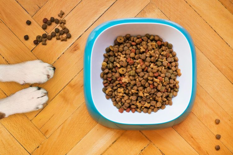 dog paws with bowl of food dog paws with bowl of food